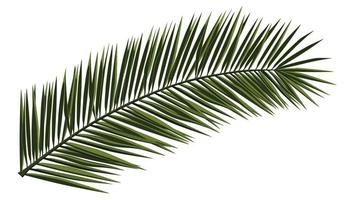 Green realistic palm branch isolated on white. Palm leaves for collage. Vector illustration.