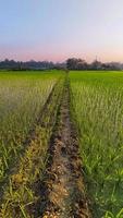 Vertical shot of a dirt road with grass field photo