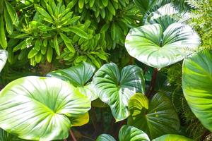 hojas verdes belleza naturaleza en el jardín tailandia foto