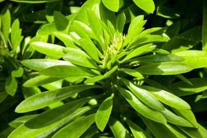 hojas verdes belleza naturaleza en el jardín tailandia foto