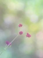 Flowers light bokeh in nature photo