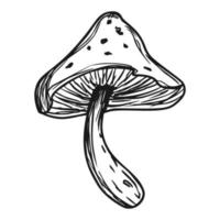 hongo venenoso. Amanita muscaria. seta blanca. familia de hongos bosquejo. gráficos. ilustración vectorial dibujada a mano. hongo peligroso aislado sobre fondo blanco. vector