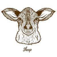 Vector sketch of a sheep. Isolated on white background. Realistic black and white sketch