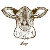 Vector sketch of a sheep. Isolated on white background. Realistic black and white sketch