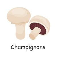 Champignons. Mushroom. Isolated on white background. Forest. For your design. vector