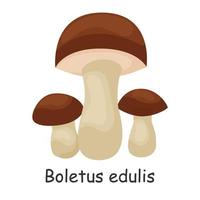 Boletus edulis. Mushroom. Isolated on white background. Forest. For your design. vector