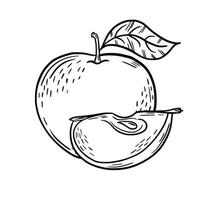 manzana. bosquejo. Dibujo a mano. Objeto aislado en un fondo blanco. ilustración vectorial vector