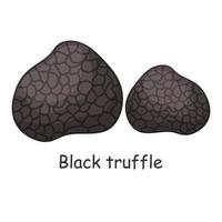 Black truffle. Mushroom. Isolated on white background. Forest. For your design. vector