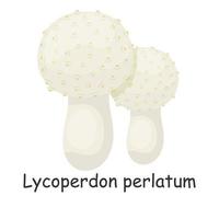 Lycoperdon perlatum. Mushroom. Isolated on white background. Forest. For your design. vector