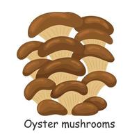 Oyster mushrooms. Mushroom. Isolated on white background. Forest. For your design. vector