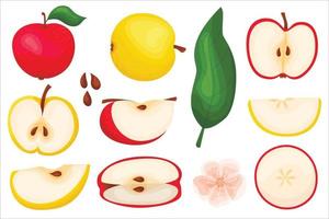 conjunto de manzana grande. una manzana roja y amarilla cortada. icono. en un estilo plano moderno. conjunto de elementos concepto de fruta. vector