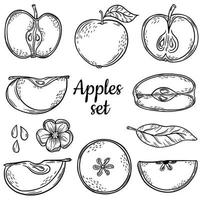 Big set sketch apple. Hand drawing. Line. Icon. Set of elements. Fruit concept. Set of elements. vector