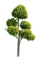 Tree isolated on white background photo