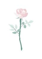 beautiful pink rose vector isolate on transparency background