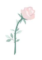 beautiful pink rose vector isolate on transparency background