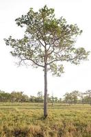 Tree isolated on white background photo