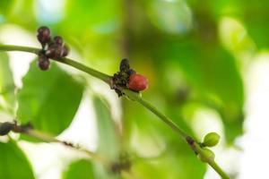 coffee seeds blur background photo