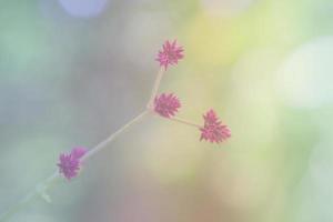 Flowers light bokeh in nature photo