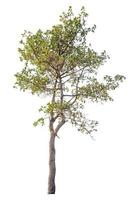 Tree isolated on white background photo