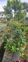 Bonsai plants for home garden collection photo