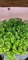 The freshness of Semenella Kraussiana. Fresh green leaves, a type of moss or fern. Tropical plant photo