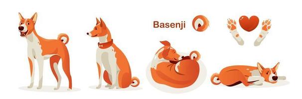 Basenji dog poses. Cartoon vector illustration