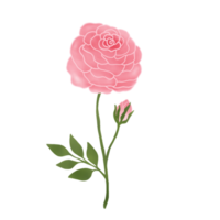 Pink Rose. Valentine Symbols. Watercolor Flower. png