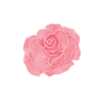 Rosa rosada. símbolos de San Valentín. flor de acuarela. png