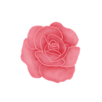 Pink Rose. Valentine Symbols. Watercolor Flower. png