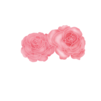 Rosa rosada. símbolos de San Valentín. flor de acuarela. png