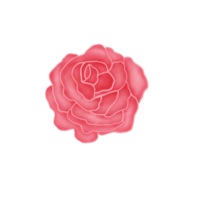 Rosa rosada. símbolos de San Valentín. flor de acuarela. png