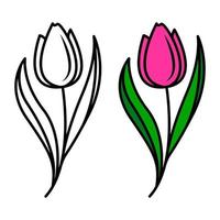 vector drawing of tulip flowers, isolated floral element in doodle style. Colored tulip flower on a white background