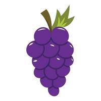 ilustración vectorial de uvas para su elemento de diseño vector