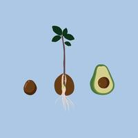 Avocado seed propagation illustration. Step by step guide. Rooting process with leaves growing and pot with a plant for magazine or book. Vector illustration.