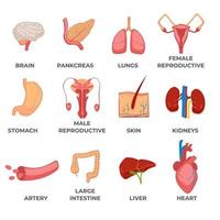 Organs of human body, systems and structures part vector