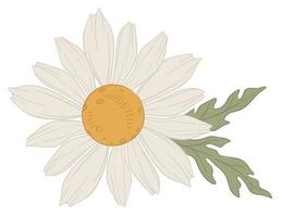 Chamomile white blooming flower in blossom vector