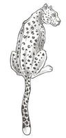 animal leopardo con dibujo monocromático de piel manchada vector