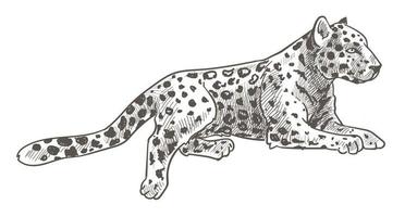 Leopard animal laying, calm cheetah with tail vector