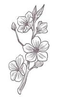 Sakura blooming, cherry blossom tree branch sketch vector