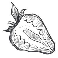 Strawberry berry cut in half, monochrome sketch vector