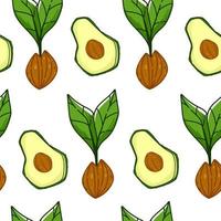 Avocado ripe fruit with seed, growing plant print vector