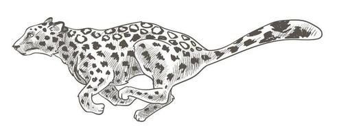 leopardo o guepardo, corriendo y cazando leopardo vector