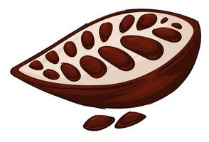 Cocoa pod, aromatic culinary ingredient vector