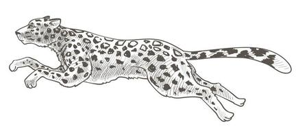 Running cheetah or leopard animal in motion vector