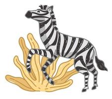 Zebra on field, mammal with stripped fur on coat vector