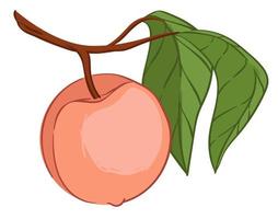 Peach or nectarine fruit hanging on branch vector