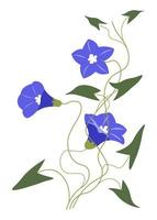 Blue Petunia or Alstroemeria flower in blossom vector