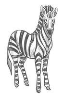 Zebra animal, wildlife mammal with stripes on fur vector