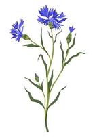 Cornflower decorative wildflower in blossom vector