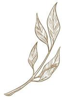 Branch with leaves, twig foliage sketch outline vector